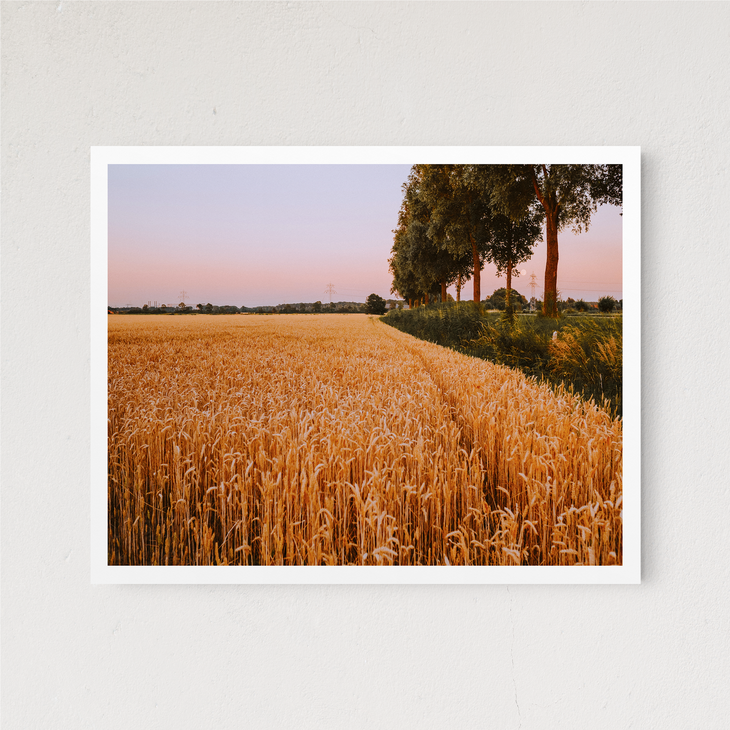 Colorful Field