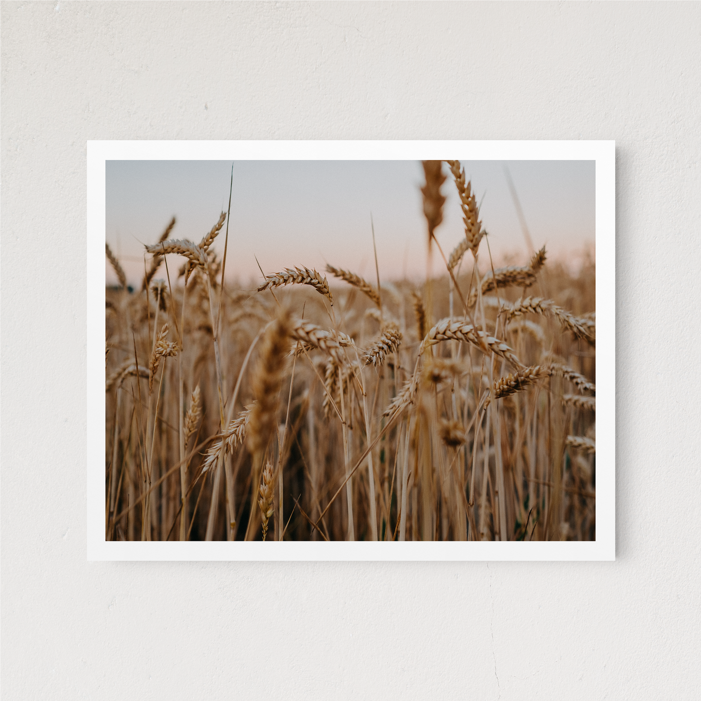 Wheat Field