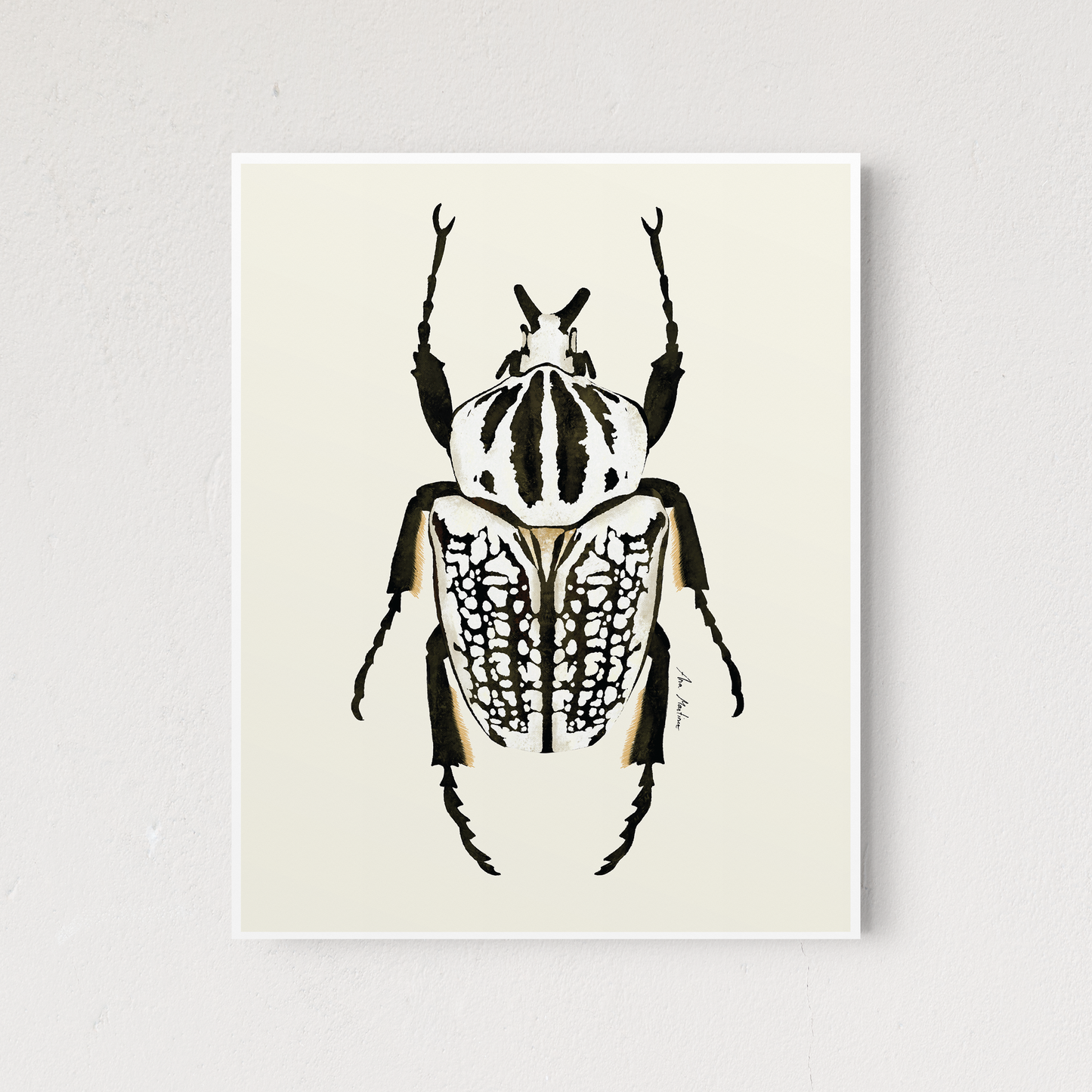 Beetle Black and White