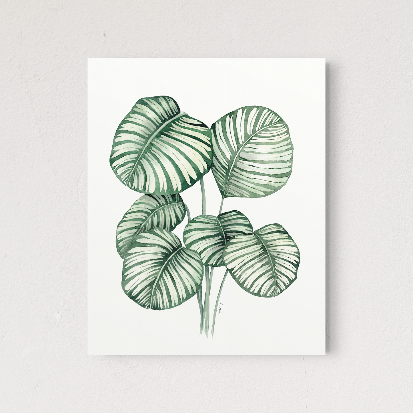 Calathea Orbifolia