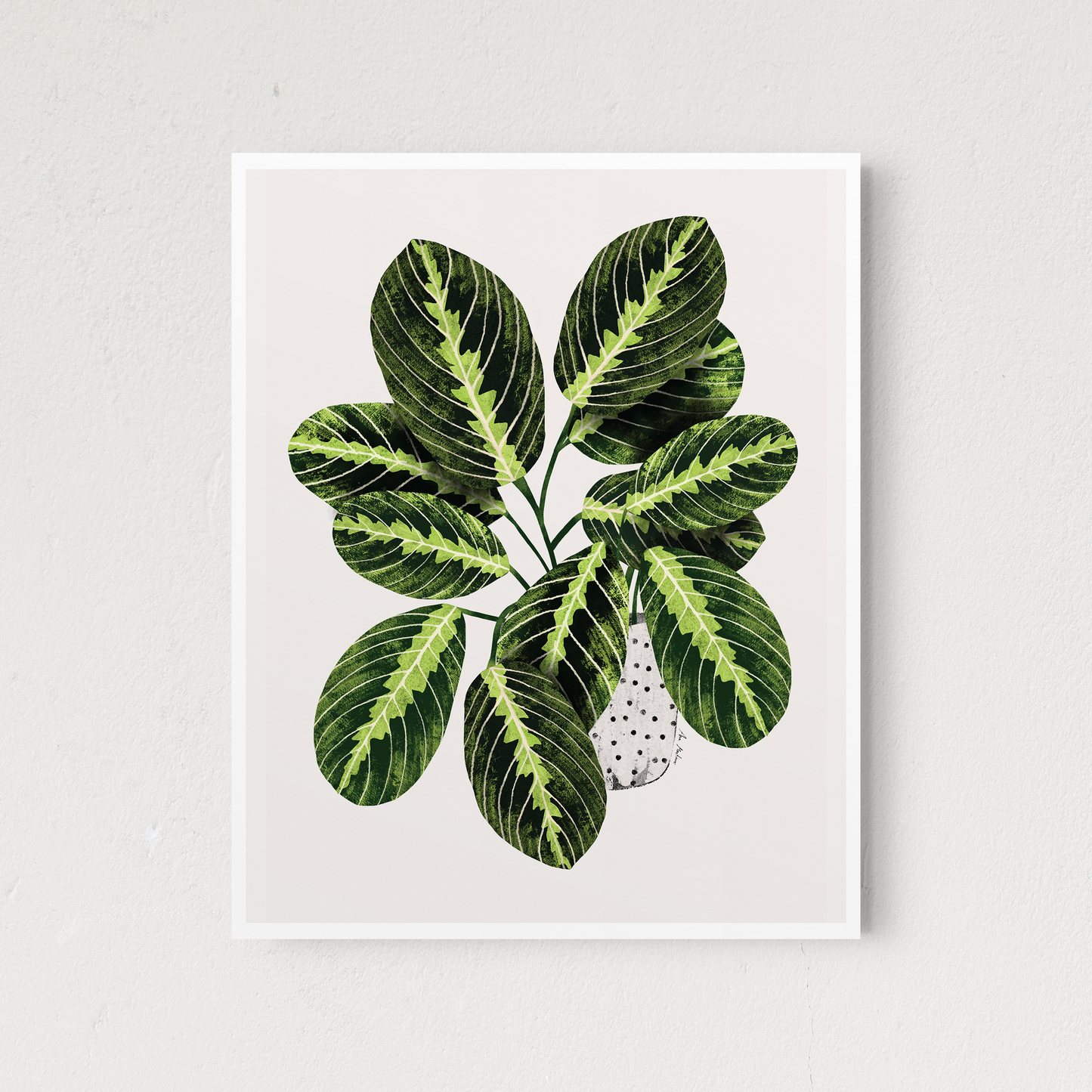 Maranta