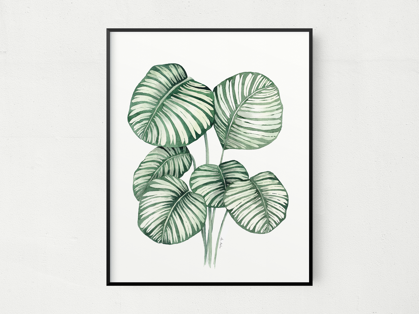 Calathea Orbifolia