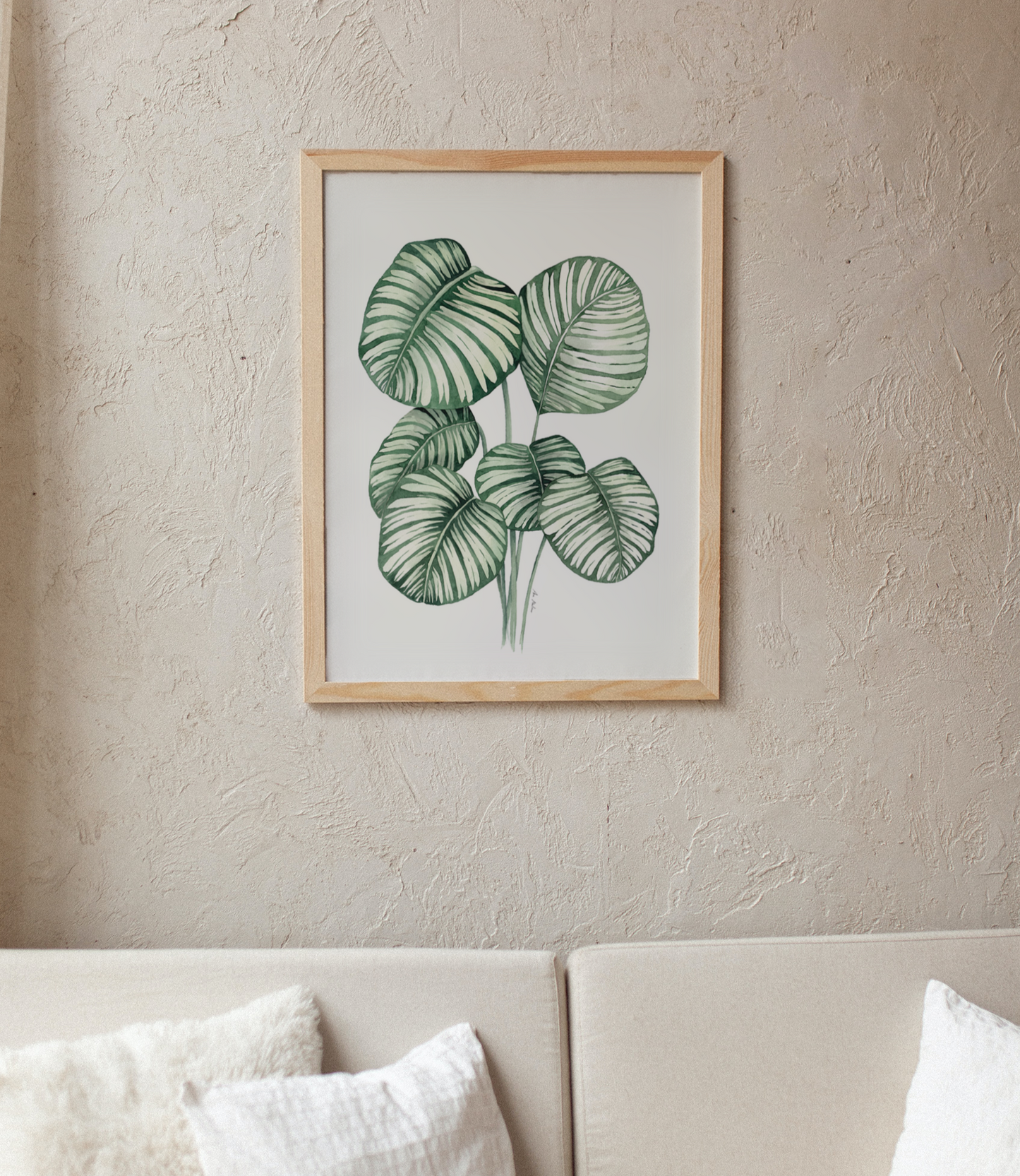 Calathea Orbifolia
