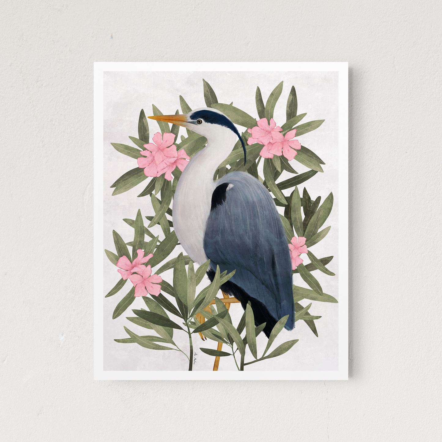 Gray Heron