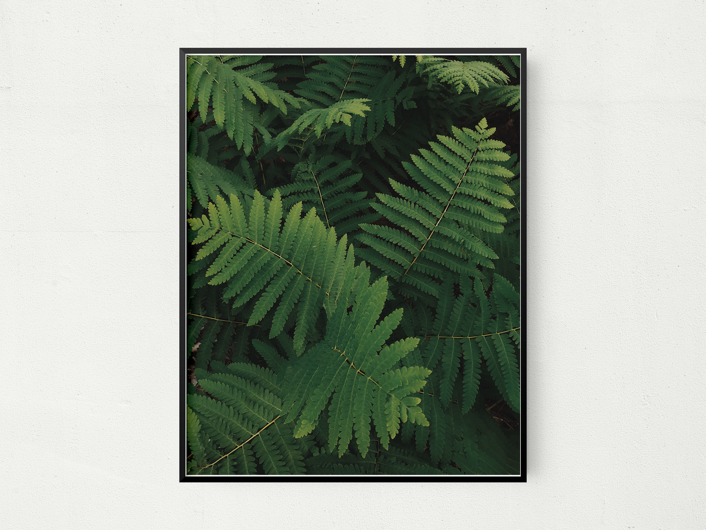 Leaves
