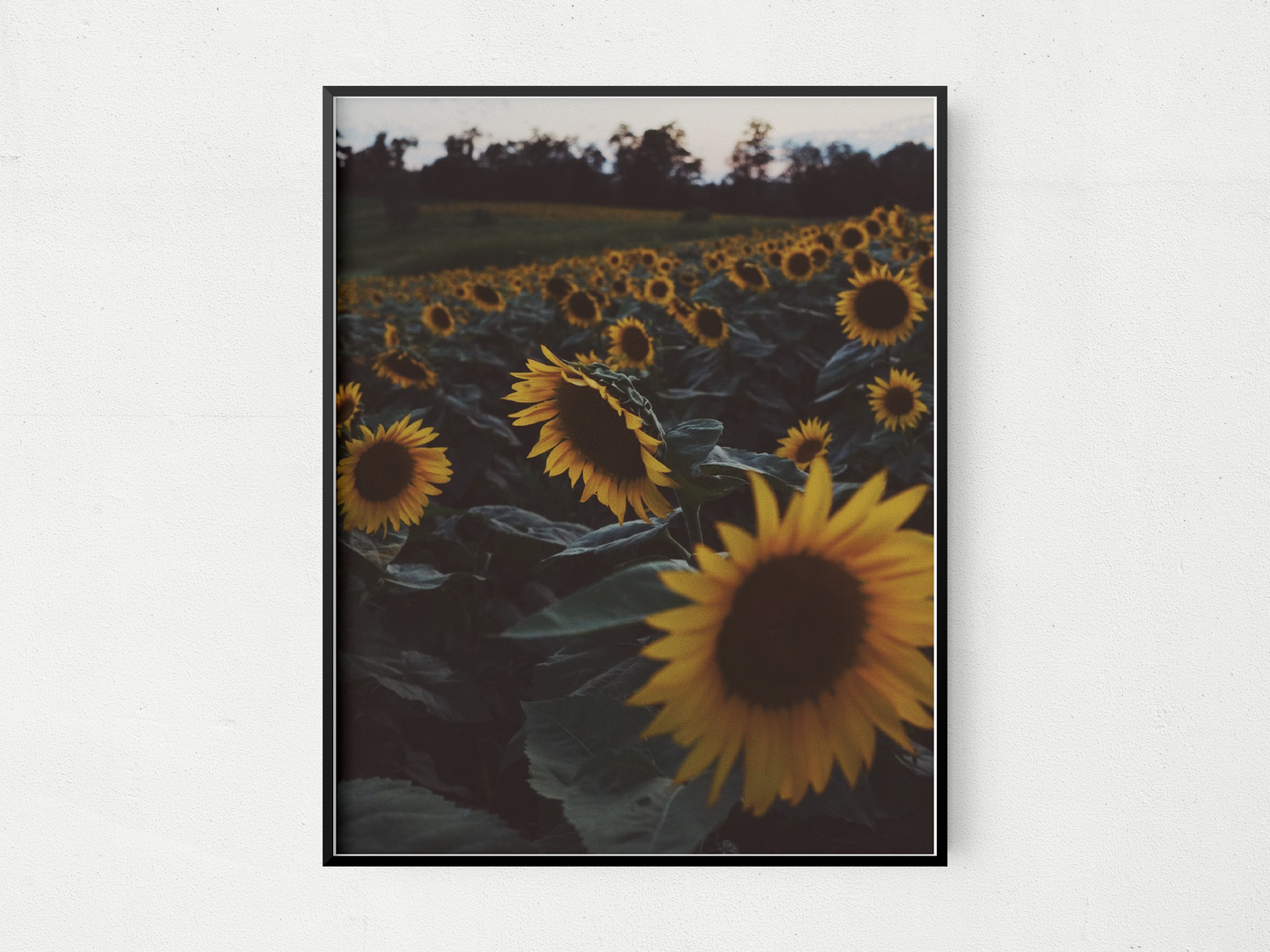 Sunflowers