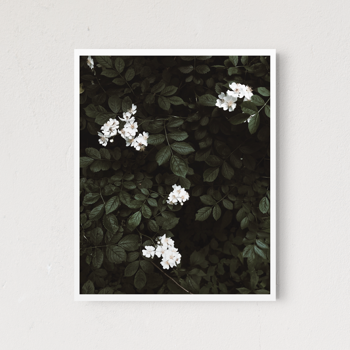 In Bloom