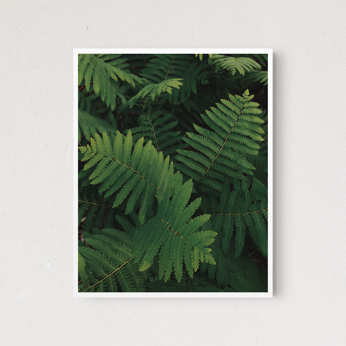 Leaves