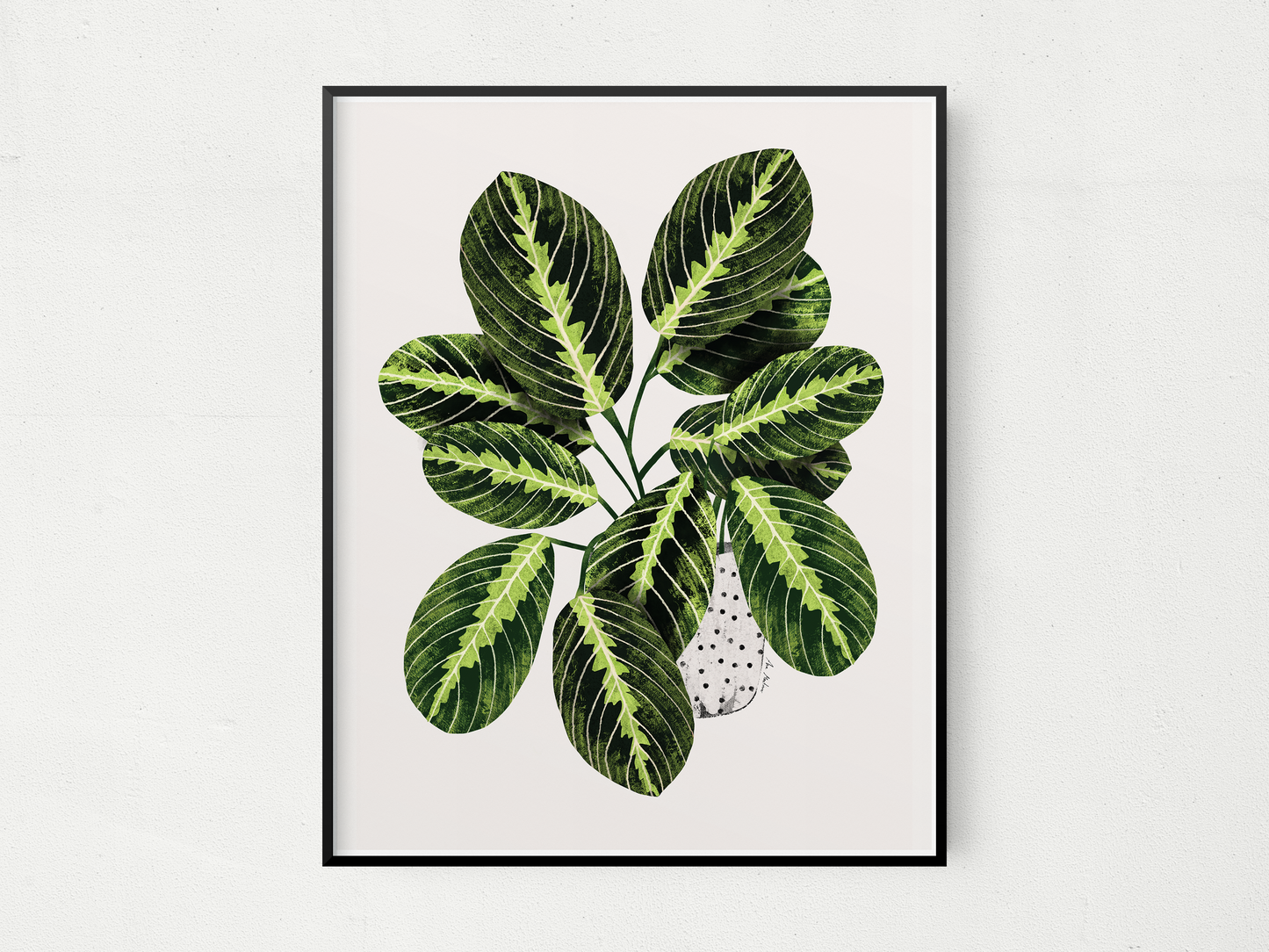 Maranta