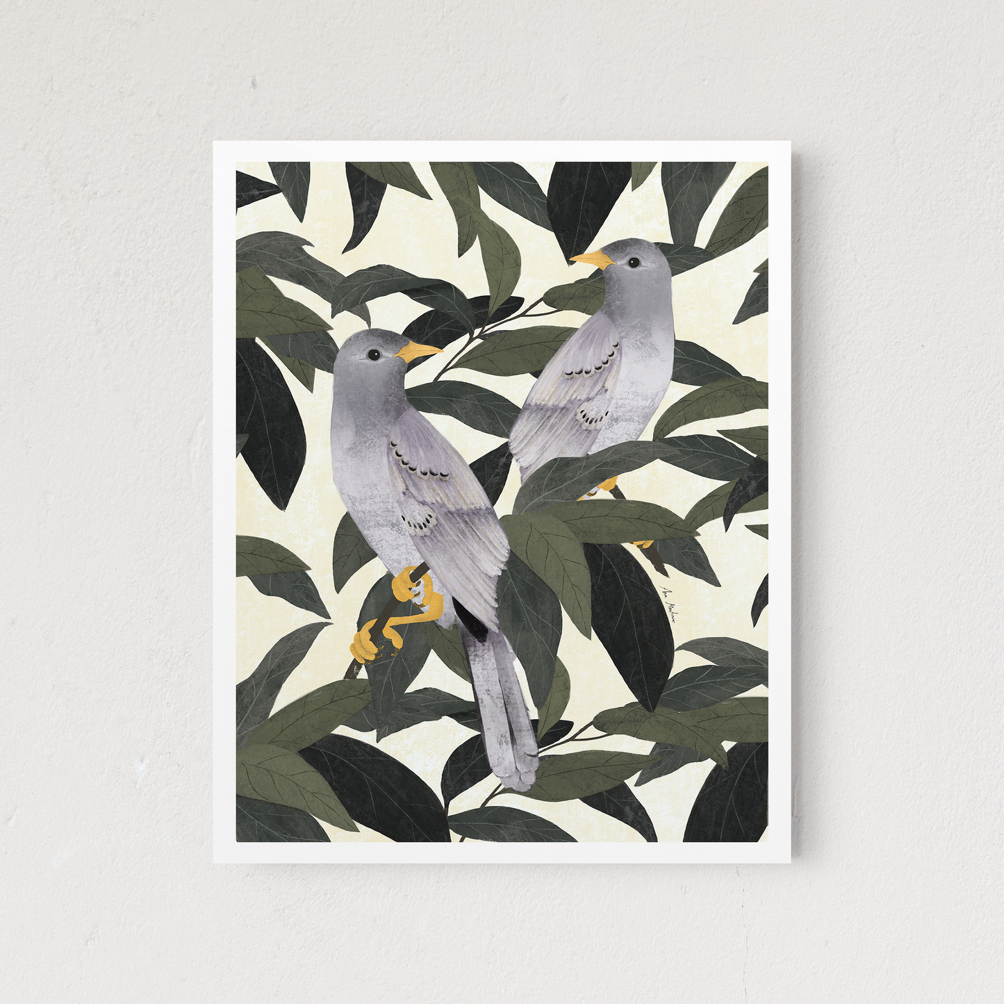 Pigeon