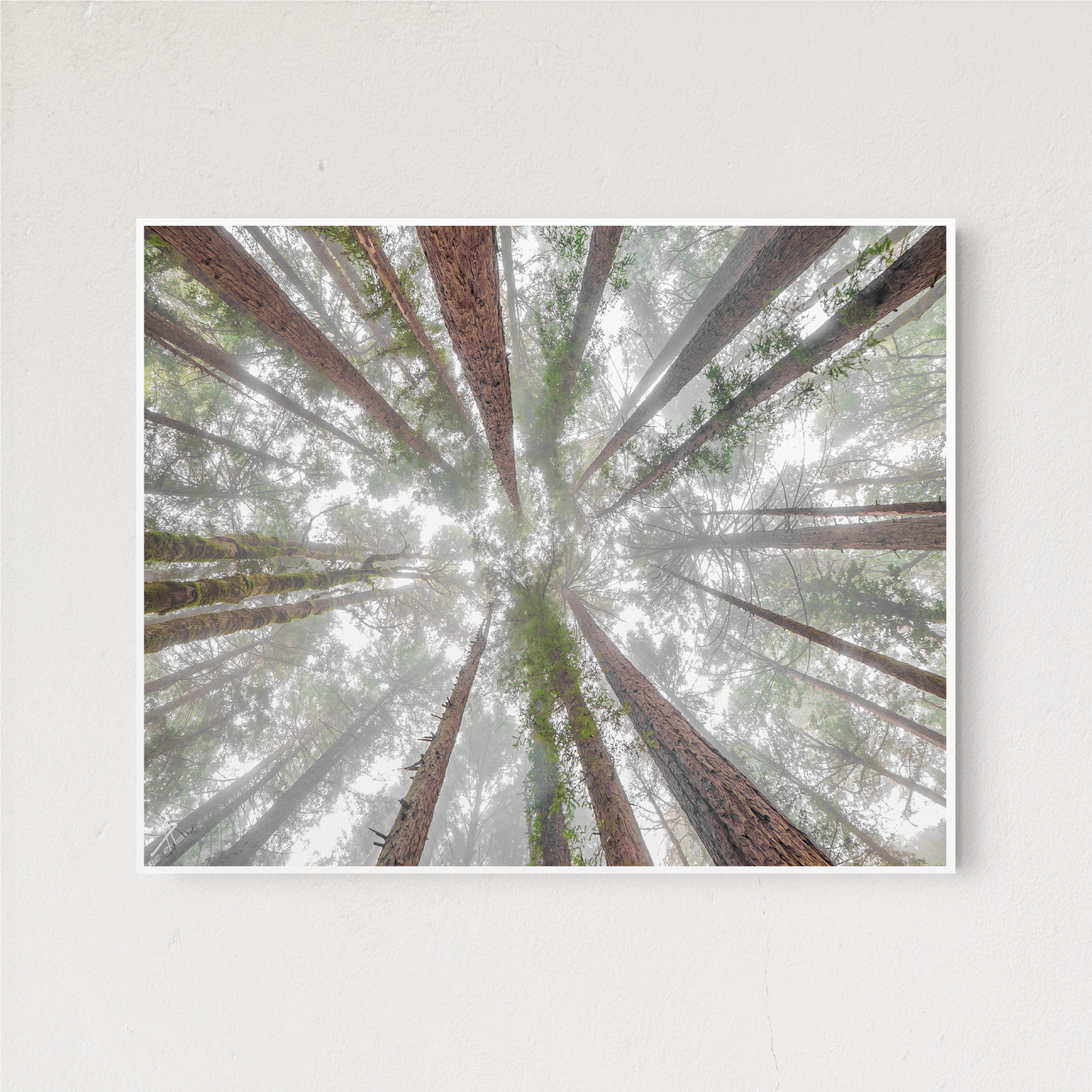 Foggy Redwood