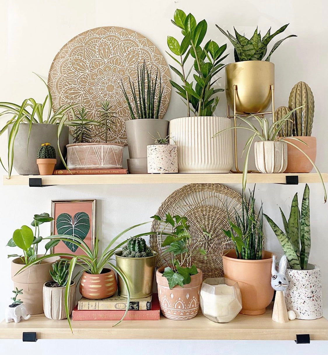 Philodendron