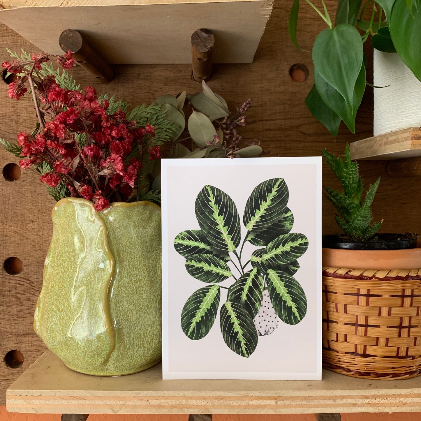 Maranta