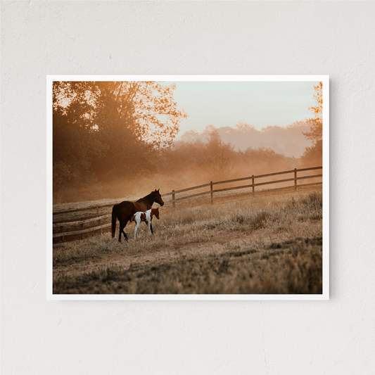 Morning at the Farm