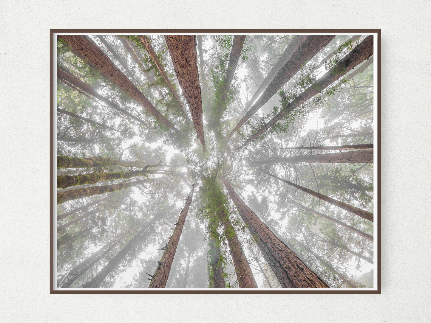 Foggy Redwood