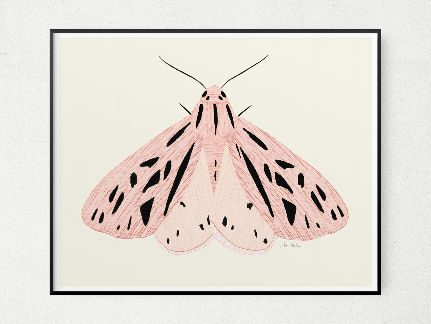 Pink Moth